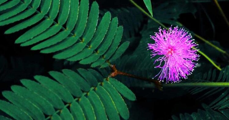 Pudica mimosa seeds help eliminate parasites from the body
