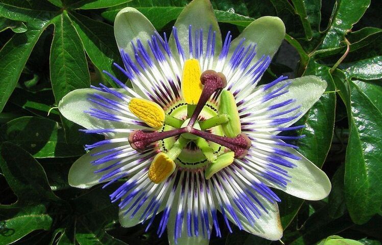 passionflower flowers help fight parasites