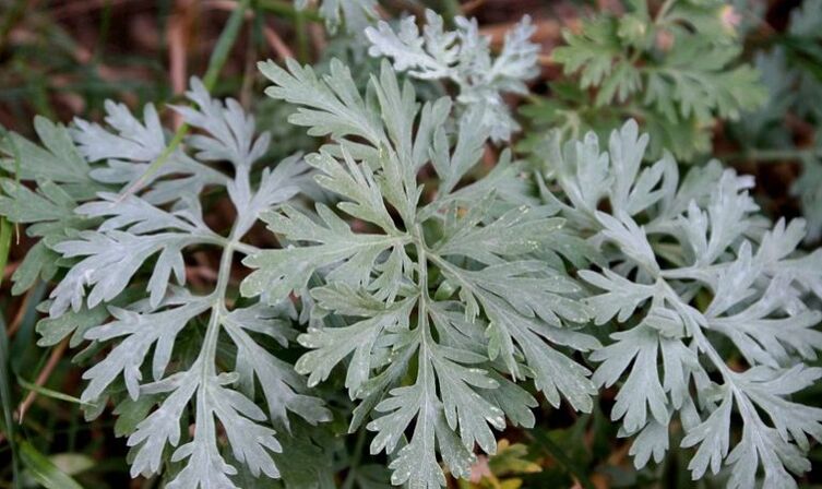 wormwood to get rid of parasites from the body