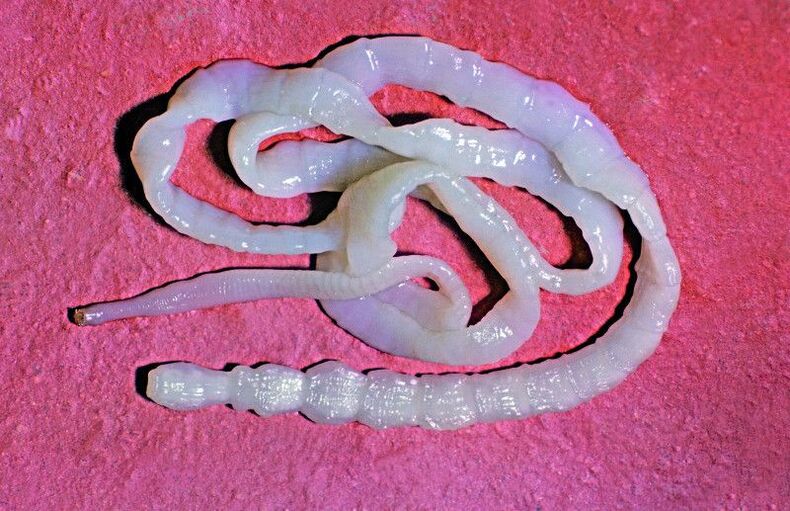 Bovine tapeworms are common intestinal worms